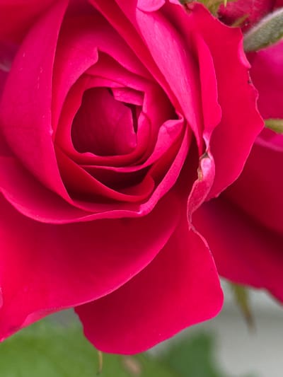 The image is a close-up, vertical, macro photograph of a bright pink rose. The rose is in full bloom, with layers of petals unfurling towards the center. The lighting is soft, highlighting the velvety texture of the petals and creating subtle shadows that emphasize their form. Some of the petals have delicate, slightly ruffled edges. In the upper right corner, a hint of fuzzy green stem and unopened buds can be seen, along with a small, dark spot on a petal edge, possibly an imperfection or dust. The background is softly blurred, with a muted green suggesting foliage, and a hint of bright light. The overall impression is one of natural beauty and delicate detail. There are no people, buildings, or elements that would indicate a specific location within the city of Aespa, Estonia, or any other urban setting. The subject is solely the rose itself and its immediate natural surroundings.