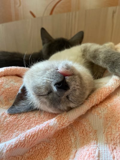A high-angle, close-up shot captures a fluffy kitten sleeping soundly, nestled within a soft, peach-colored towel. The kitten, with its eyes closed and tiny pink tongue peeking out, appears utterly at peace. Its fur is a mix of light gray and cream, with darker gray markings on its ears and paws. The towel's plush texture is evident, with visible loops and folds that cradle the sleeping animal. To the left of the main subject, another kitten, darker gray in color, is partially visible, also appearing to be asleep or resting. The background consists of a light-colored wooden floor, with subtle streaks of orange and brown. The overall impression is one of comfort, warmth, and peaceful slumber. There is no visible text in the image.