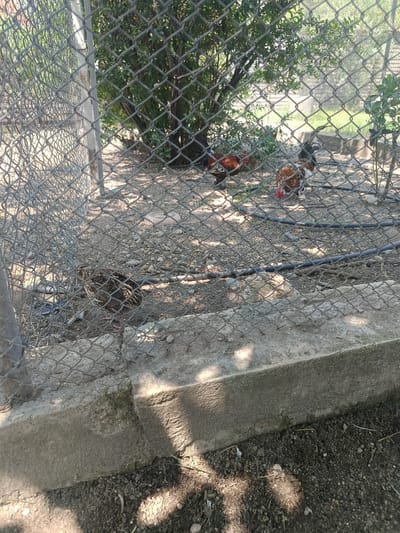The image depicts an outdoor scene within an enclosure, likely a coop or aviary, viewed through a chain-link fence. The subjects are several chickens and at least one quail. The chickens are of various breeds and colors, with some showing distinctive red and white plumage, and others appearing darker. The quail, positioned closer to the foreground and to the left, has a speckled brown and tan coloring.
The ground within the enclosure is a mix of dirt, small stones, and scattered dry vegetation. In the background, there are trees with green foliage, suggesting a sunny day with dappled sunlight filtering through the branches. A concrete barrier runs along the bottom edge of the enclosure, partially obscured by the fence and dirt. A black hose or pipe is visible running across the ground.
The setting appears to be a rural or semi-rural area, consistent with the provided location context of General Todorov, Bulgaria. The time of day is likely daytime, given the bright sunlight and shadows. The overall atmosphere is peaceful, showing the birds in their natural environment within the confines of their enclosure. There is no visible text in the image.