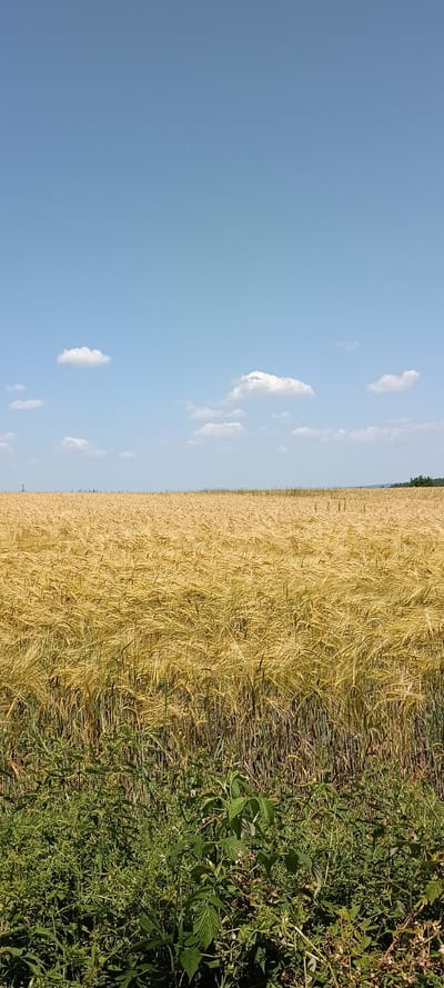 This image depicts a bright, sunny day with a clear blue sky filled with scattered white clouds. The scene is a field, divided into two distinct sections. On the left, a vast expanse of golden wheat or barley stretches towards the horizon, its stalks ripe and ready for harvest. On the right, a dense growth of green weeds and other vegetation borders the grain field, creating a natural transition. The sun appears to be high in the sky, suggesting it is midday. The location is identified as Vilseck, Germany. There is no activity or event taking place other than the natural state of the fields under the daytime sky. No people or specific objects are prominently featured, nor is there any visible text. The overall impression is one of a peaceful rural landscape on a summer day.