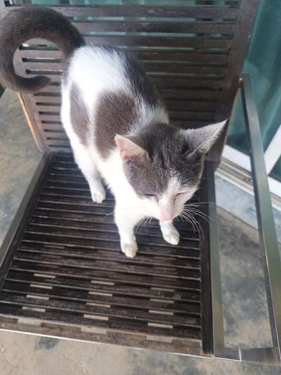 A gray and white cat stands on a metal chair in Ban Tak Daet, Thailand. The cat has a gray tail curled upward, a gray and white body, and a gray head with white markings on its face. The chair is made of metal slats, with a silver metal frame. A window is visible in the background. The floor is made of concrete.