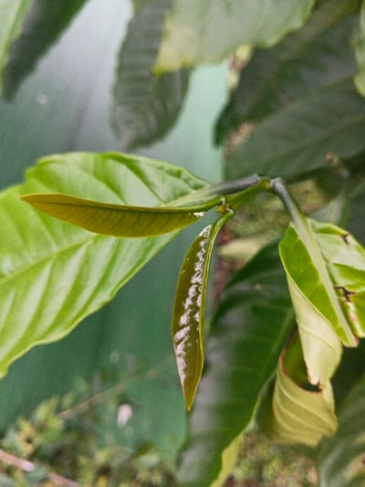 A close-up photograph depicts a section of a plant with prominent green foliage, situated in Suối Đục, Vietnam. The central focus is on a branch displaying multiple leaves, varying in age and hue. A light green, fully expanded leaf is visible on the left, oriented horizontally. To its right, attached to the same stem, is a younger, darker green leaf, glossy in appearance and curled inward, extending vertically. Several other green leaves, some mature and some partially obscured, are present in the foreground and blurred background, contributing to a dense vegetative composition. The background consists of indistinct, out-of-focus greenish and muted tones, suggestive of a wall or distant vegetation. No human subjects, animals, or artificial structures are discernible within the frame.
