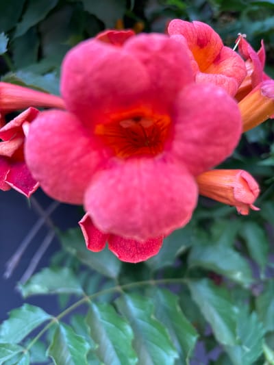A close-up, shallow depth-of-field photograph shows a cluster of bright pink trumpet-shaped flowers with orange interiors. The main flower in the foreground is out of focus, but its petals are clearly visible. To the right of the main flower, a smaller, unopened bud is visible, also in focus, showing its tubular shape and orange hue. The background is a blur of green leaves and dark blue shadows, suggesting an outdoor garden setting. There are no people or animals present in the image. The image is an indoor photograph taken in Kamensk-Shakhtinsky, Russia.