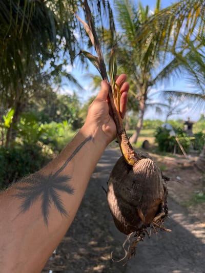 A person's arm, tattooed with a palm tree silhouette, holds a young coconut sprout with its roots and a coconut above a dirt road in Kerambitan, Indonesia. The sprout has a light brown stem with a few small green leaves emerging from the top. The coconut is brown and rough, with visible roots dangling from its bottom. The background features lush green foliage, palm trees, and a bright blue sky, suggesting a tropical environment. The lighting indicates it is daytime.