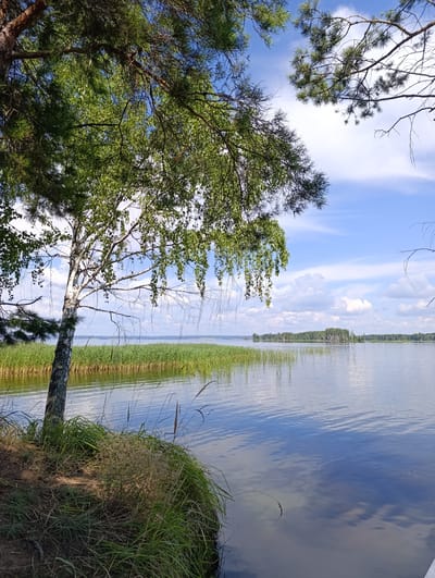 A sunny day at Vekoshinka, Russia, showcases a serene lake scene from a grassy bank. In the foreground, a solitary birch tree with drooping branches stands on the left, its white bark contrasting with the green foliage and the brown, earthy ground beneath. Tall green reeds line the water's edge, forming a distinct border between the land and the calm lake. The water itself is a mirror to the sky, reflecting the bright blue expanse dotted with fluffy white clouds. Across the lake, a distant treeline stretches horizontally, interrupted by small islands of trees. The overall impression is one of natural tranquility and peaceful summer weather.