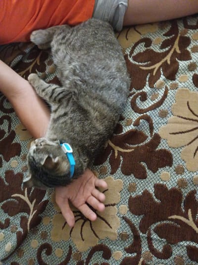 A tabby cat is resting on a person's arm, which is draped over a patterned surface. The cat is gray with black stripes and has a blue collar with a white clasp. The person is wearing orange and gray clothing. The surface the cat is resting on has a brown and beige floral pattern. The scene appears to be indoors, possibly on a couch or bed. The lighting suggests it could be daytime.