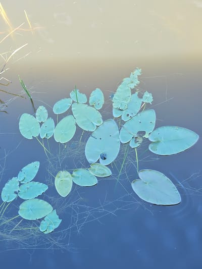 The image shows a top-down view of lily pads floating on the surface of murky, light-colored water. The lily pads are oval-shaped with a heart-like notch at the stem end and are a pale green color. Some of the lily pads have small holes or imperfections. Thin, grass-like vegetation is visible submerged beneath the water and extending above the surface in some areas. The water reflects a muted, cloudy sky. The scene depicts a natural aquatic environment, possibly a pond, lake, or slow-moving waterway within a city park or natural preserve. Without additional context or landmarks, pinpointing the exact location within Port Saint Lucie, United States of America, is not possible from the image alone.