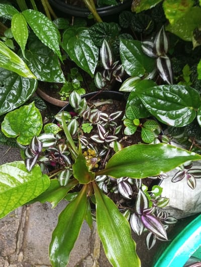 A cluster of plants in pots occupies the frame. Lush green betel leaves dominate the upper left, interspersed with small-leafed plants. A central pot features a medley of plants, including green, lance-shaped leaves and distinctive purple-and-white striped leaves. Other smaller plants are scattered around, creating a dense, verdant scene. The setting is outdoors, with glimpses of pavement and a blue object.