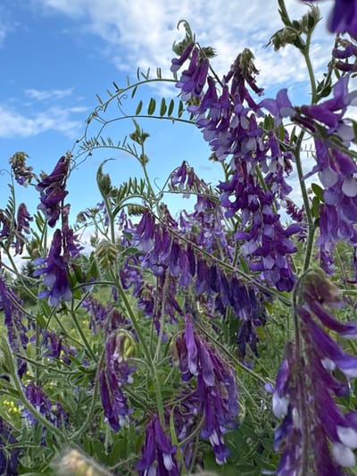 The image depicts a close-up view of a field of purple and white wildflowers, likely Vicia cracca, under a partly cloudy blue sky. The flowers are clustered on slender stems that reach upwards, with some vines curling. The foreground is dominated by the dense foliage and blooms of the flowers, creating a soft, natural bokeh effect in the background where hints of green vegetation and possibly other yellow wildflowers are visible. The scene is natural and appears to be outdoors, likely in a meadow or uncultivated area. There are no people or artificial structures visible in the image. The lighting suggests it is daytime. The location is specified as Wilczyce, Poland.