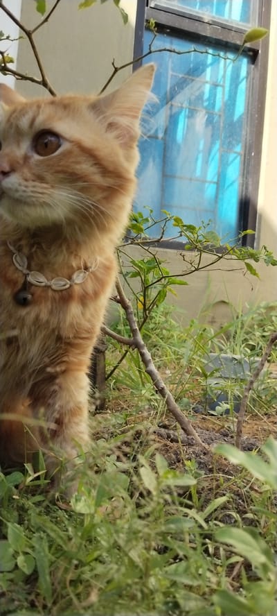 The image depicts an orange tabby cat wearing a necklace with shell-like pendants and a small bell, standing amongst green foliage. In the background, a window with blue-tinted glass is visible, set against a light-colored wall. The scene appears to be an outdoor area, likely a garden or yard, adjacent to a building. There are no people or other animals present in the image. The photograph was taken at street level in the city of Duman, Indonesia.