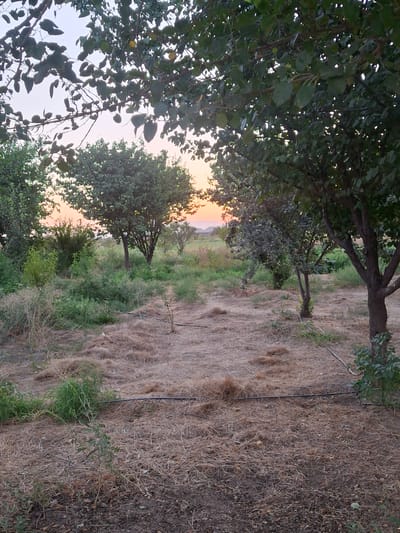 An outdoor, eye-level shot captures an orchard with trees and dry, grassy ground under a hazy sky with the sun setting in the distance. The scene is located in Ko`kdala, Uzbekistan. The foreground is covered in dry grass and straw, with a small plant and a black irrigation hose visible. In the mid-ground, more trees are scattered among patches of green grass and bushes. The background reveals a distant horizon with the soft glow of the sunset and faint outlines of buildings. The overall impression is one of a rural, somewhat arid landscape in the evening.