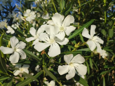 The image is a close-up shot of a cluster of white oleander flowers in bloom, set against a backdrop of green foliage and a bright blue sky. The flowers are delicate with five petals each, and some display subtle lines radiating from the center. The lighting suggests it is daytime, with sunlight casting shadows on the petals and leaves. The location is identified as Valverde de Leganés, Spain, indicating an outdoor setting, likely a garden or park. There are no people or animals visible in the image.