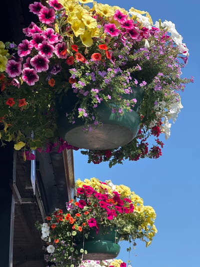 This is a low-angle medium shot of two large, overflowing hanging baskets filled with vibrant flowers, set against a clear blue sky. The baskets appear to be made of a dark material, possibly wood or weathered plastic, and are suspended from above, though the suspension mechanism is not fully visible.

The flower arrangement on the left is densely packed and features a variety of colors and types. Prominent are large, fuchsia-pink petunias with dark centers, bright yellow petunias, and white petunias. Interspersed are clusters of small, delicate purple flowers and some small, bright orange flowers. Red flowers are also visible. The basket itself is a deep green.

To the right, another hanging basket, also deep green, is visible. This basket is filled with bright yellow petunias, fuchsia-pink petunias, and more of the small purple and orange flowers. Some white flowers are also present in this arrangement.

The hanging baskets are positioned above a dark, weathered wooden structure, possibly the eaves of a building or a covered walkway. The overall impression is one of abundant, colorful floral displays, likely a deliberate decorative arrangement. The bright lighting and clear sky suggest it is a sunny day, likely daytime. There is no visible text in the image. The setting appears to be outdoors in a location that uses hanging baskets for decoration, consistent with public spaces or businesses in the United Kingdom, specifically Derry/Londonderry.