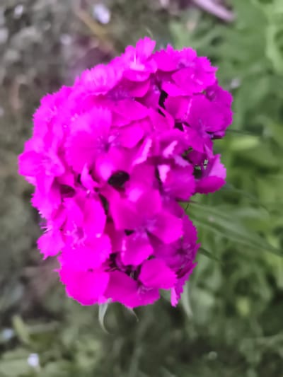 A cluster of bright magenta flowers with frilled petals is prominently displayed in the foreground. The flowers are densely packed, forming a vibrant mass that occupies most of the frame. The background consists of softly blurred green foliage, suggesting an outdoor setting, likely a garden or park. There are no discernible people or specific architectural features that would indicate a precise location within the city of Ocnița, Moldova. The image appears to be a close-up photograph taken during daylight hours, emphasizing the texture and color of the flowers against the natural environment.