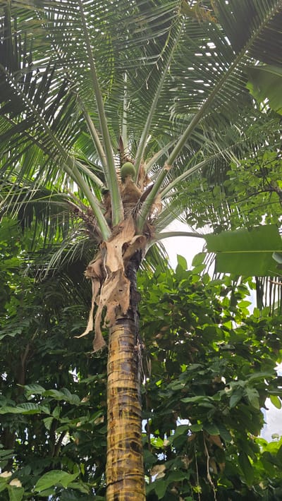 The image shows a low-angle view looking up at a coconut palm tree with a single green coconut visible. The trunk of the palm tree is textured with a pattern of brown and yellow stripes and is partially covered with peeling brown husk material. The fronds of the palm tree are green and extend upwards and outwards, with some light filtering through them. Surrounding the palm tree are dense green leaves and foliage from other plants, suggesting a tropical or subtropical environment. The sky is visible through the fronds as a bright, overcast white. There are no people or any urban elements visible in the image. It is not possible to determine the location within the city of Arnhem, Netherlands, from this image.