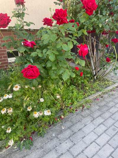 The image depicts a close-up view of a vibrant rose bush with numerous red roses in various stages of bloom, set against a backdrop of greenery and a paved walkway. The roses are the primary subject, with several large, fully opened blooms and smaller buds dotting the branches. The leaves are a rich green, providing a lush contrast to the deep red of the petals.
In the background, a section of a building is visible, featuring a tiled facade and a window. To the right of the rose bush, a paved area made of interlocking grey bricks lines the path. Scattered among the greenery and along the edge of the pavement are several small white flowers, some appearing wilted. The overall scene suggests an outdoor setting, likely a garden or a yard adjacent to a building. The lighting suggests it is daytime, with no specific indication of time of day or weather conditions beyond natural light. There is no visible text in the image. The setting is identified as Nowogard, Poland.