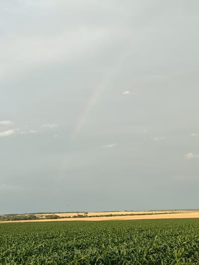 This media file depicts a wide, open landscape under a cloudy sky. In the foreground, a lush field of green crops, likely corn, stretches across the frame, dense and uniform. Beyond this vibrant field, the landscape transitions to a gently rolling terrain with fields of a golden-yellow crop, possibly wheat or barley, and a strip of trees forming a dark green line along the horizon. In the far distance, the land appears lighter in color and less defined, suggesting more open fields or undulating hills. The sky is overcast with a gradient of grays, hinting at recent or impending rain. A faint, subtle rainbow arc is visible in the upper portion of the sky, adding a touch of subdued color to the otherwise muted tones. A single dark bird is visible in flight against the distant landscape. The overall impression is one of rural serenity and natural beauty, possibly captured during late afternoon or early evening as the light softens. The location context provided is Gartz (Oder), Germany. There is no visible text in the image.