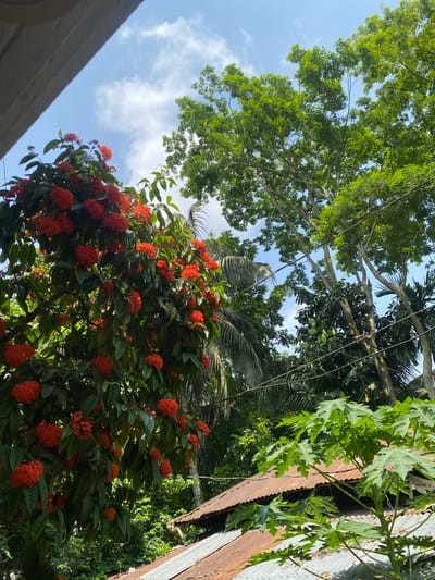 The image shows an outdoor scene in Unknown, Bangladesh. The perspective is from below, looking upwards towards trees and a partially visible sky with scattered clouds. Prominent are clusters of vibrant orange flowers on a plant with green leaves. Green trees fill much of the upper frame. A weathered metal structure is visible on the right edge of the frame, with foliage and possible papaya trees against it. Overhead power lines run among the trees. A portion of a building's roof is seen in the lower left corner.