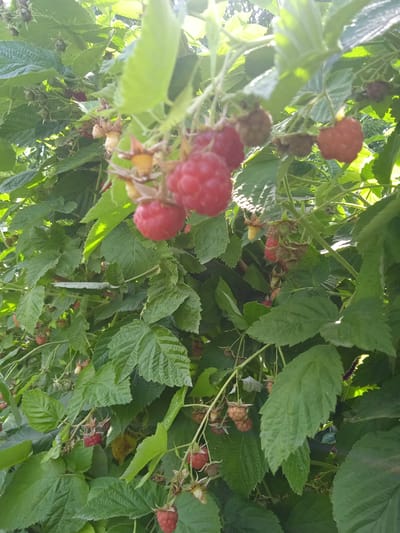 A close-up, vertical shot captures a branch laden with ripe red raspberries and green leaves. The raspberries are clustered together, some appearing fully mature and plump, while others are smaller and less developed. The leaves are a vibrant green, with some catching the sunlight and appearing lighter. The background is filled with more greenery, suggesting a natural outdoor setting, likely a garden or wild patch. The image is taken at a shallow depth of field, blurring the background and highlighting the raspberries and leaves in the foreground. There are no people or other identifiable objects in the frame. The overall scene is one of natural abundance and the fresh growth of berries.