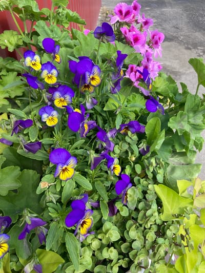 This image depicts a close-up view of a planter filled with vibrant purple and yellow pansies, along with pink geraniums and lush green foliage. The flowers are in full bloom, creating a rich tapestry of color. The planter appears to be situated outdoors, with a blurred background that suggests a paved surface and a red vertical element, possibly a wall or fence. The scene is likely part of a garden or a public space in Міханавіцкі сельскі Савет, Belarus, given the geographical context. There are no people or animals visible in the image, and no actions or interactions are taking place. The focus is solely on the natural beauty of the blooming plants.