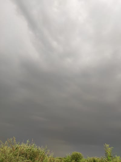 The image shows a cloudy sky above a landscape with vegetation. The sky is overcast with a mix of light gray and darker gray clouds, suggesting an impending storm or a cloudy day. In the lower portion of the image, there is a dense growth of green plants, including reeds and other types of foliage, which appear to be in a natural or semi-natural environment. The overall scene depicts a natural landscape under a heavy sky, typical of the weather patterns that can occur in Pakhtachi, Uzbekistan, a region known for its agricultural lands and diverse weather conditions.