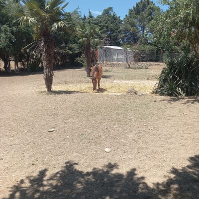 A brown horse is grazing in a dry, dusty enclosure. The enclosure is surrounded by trees, including palm trees and coniferous trees. In the background, there is a structure that appears to be a greenhouse or a small barn with a metal fence. The ground is covered with dry grass and dirt, and there are some shadows cast by trees. The sky is clear and blue. The scene is likely in a rural or semi-rural area.