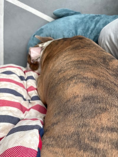 This is a close-up, over-the-shoulder shot of a brindle-colored dog resting on a bed. The dog is positioned in the center of the frame, facing away from the camera, with its head tucked down. It is lying on a striped blanket that features red, white, and navy blue stripes. Behind the dog, a blurred blue shark-shaped pillow is visible, along with a portion of what appears to be a grey wall. The image captures a domestic scene, likely within a home in Kalisz, Poland. There are no humans present in the image.