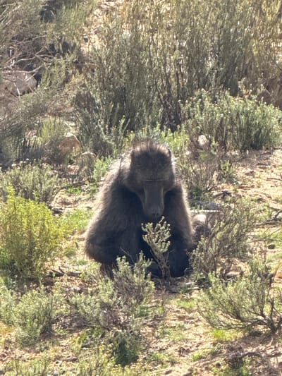 The image captures a full-body view of a large baboon resting within its natural, rugged habitat. The baboon, covered in thick, dark grey and brown fur, is seated among sparse, scrubby vegetation, with its head slightly lowered, giving an impression of calm or contemplation. Its fur appears shaggy, especially around its head and shoulders, catching the bright sunlight which highlights its texture.
The scene is an arid or semi-arid landscape, consistent with parts of Witzenberg Local Municipality, South Africa. The ground is a mix of dry earth, rocks, and patches of dry grass. Surrounding the baboon are numerous low-lying bushes and shrubs with light green and brownish foliage, providing both cover and visual texture to the environment. Some taller, slender tree branches are visible in the background, adding to the density of the natural setting.
The lighting indicates bright daylight, likely mid-morning or afternoon, with strong highlights on the baboon's fur and clear shadows cast by the vegetation. This natural light emphasizes the details of the environment and the animal. The overall impression is one of a wild animal coexisting peacefully within its harsh yet beautiful environment. There is no visible text in the image.