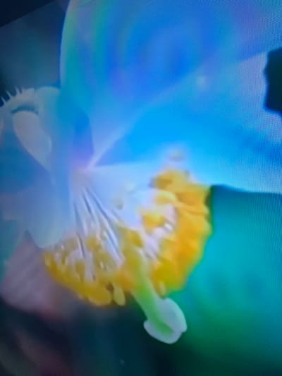 The image is a close-up, out-of-focus photograph of a flower. The flower appears to have delicate, pale petals, possibly white or light blue, and a bright yellow stamen cluster in the center. The background is a blur of blue and green, suggesting an outdoor setting or a brightly lit environment. The image quality is low, with visible pixelation, and it is unclear if it is a photograph of a real object or a digital rendering. There are no people, actions, or interactions visible in the image. The provided location of Çiğli, Turkey, does not appear to be directly relevant to the visual content of the image.