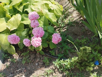 A sunny outdoor shot shows a garden with pink hydrangeas and large, bright green hosta leaves. The plants are in the ground, with visible soil, small stones, and mulch. To the right, tall, sword-like green leaves, possibly gladiolus, grow. A small, dark green conifer is also present in the foreground. A blue object, possibly a cap or stopper, is visible near the conifer. A black irrigation hose runs across the soil. The lighting suggests it is daytime, likely midday, with clear weather. The scene is a close-up view of a well-maintained garden bed. No people or text are visible. The location is identified as Azov, Russia.