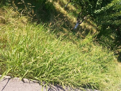 The image captures a close-up, overhead view of a patch of tall, green grass bordering a concrete pathway. The grass is lush and appears to be growing wild, with some blades reaching above others. In the background, hints of a tree with dark bark and green foliage suggest an outdoor, possibly naturalistic setting. The concrete pathway is textured and shows signs of wear. The lighting indicates it is daytime, with shadows cast by the grass and unseen objects. The location is described as Shar-Bakr, Uzbekistan, implying this scene is within that city. There are no people or animals visible in the frame.