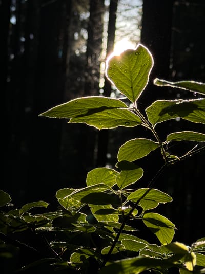 A close-up image depicts green leaves on a branch against a dark background, with sunlight shining through the leaves and creating a bright halo around their edges. The leaves appear to have water droplets on them, reflecting the sunlight. A blurry light source is visible in the upper left of the image. Cobwebs are visible on the upper right of the image. The location is Troitsk, Russia.
