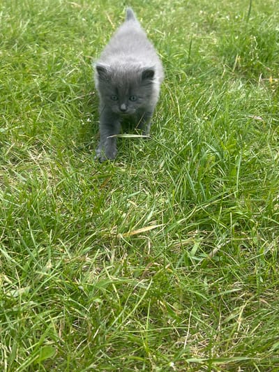 A young, grey kitten with green eyes is walking through a patch of green grass under natural daylight. The kitten is the central subject of the image, facing forward with its body partially obscured by the tall blades of grass. The environment is an outdoor grassy area, likely a field or lawn, with the grass appearing healthy and green. The lighting suggests it is daytime with sunlight. No human presence is visible in the image. The location in the city of Vyshevychi, Ukraine is not discernible from the image content itself.