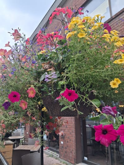 The media file shows a close-up, vertically oriented view of a hanging basket overflowing with colorful flowers. The subjects are the flowers themselves, which include vibrant yellow, pink, and purple petunias, as well as other smaller, delicate blooms. The setting appears to be an outdoor cafe or restaurant patio, with glimpses of brickwork, glass windows reflecting an interior, and outdoor seating furniture in the background. The activity is the display of the flowers, likely for aesthetic decoration.
Notable details include the lush green foliage of the plants, which are abundant and cascading. The time of day is difficult to determine precisely, but the lighting suggests it could be daytime, possibly overcast given the diffused light and the bright sky in some parts of the image. The location cues, such as the brick building and outdoor furniture, are consistent with a commercial establishment. There is no visible text in the media file. The overall impression is one of natural beauty and an inviting, well-decorated outdoor space.