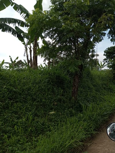 This image depicts a lush, overgrown natural environment in Kandenuwara, Sri Lanka, observed from a low vantage point, likely from a vehicle on a paved surface. The foreground, at the bottom right, shows a partial view of a black, circular rearview mirror, and an adjacent concrete or asphalt edge of a road or pathway. The scene is dominated by dense, vibrant green vegetation.
A thick layer of various grasses and broad-leafed plants covers the midground, forming an undulating terrain. Towards the center-right, a prominent tree with a textured, dark brown trunk and a full canopy of green leaves stands. Behind this, several tall, slender trees, identifiable as banana trees by their characteristic large, tattered green leaves and elongated trunks, are visible, particularly on the left side of the frame. Additional smaller trees and dense foliage extend into the background. The sky above is overcast, presenting a diffused light without direct sunlight. There are no visible people, animals, or man-made structures other than the implied road and vehicle mirror.
