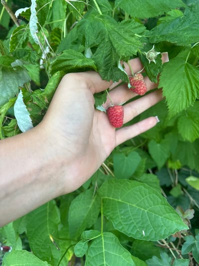 In Dolenje Grčevje, Slovenia, a person's hand is shown gently holding several raspberries from a plant. The hand is pale with short, neat fingernails. The raspberries are a bright red color, indicating ripeness. The surrounding environment consists of lush green leaves and branches, suggesting a natural outdoor setting, likely a garden or wild area. The focus is on the interaction between the hand and the fruit, highlighting the act of picking or examining the raspberries.