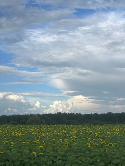 A vast field of sunflowers stretches out under a dramatic sky filled with clouds. The sunflowers, with their bright yellow petals, are densely packed, creating a textured green and yellow carpet that extends to a dark line of trees in the distance. Above the trees, the sky is a canvas of blues and grays, with fluffy white clouds interspersed with darker, more brooding formations. The overall impression is one of natural beauty and a sense of expansive open space. This scene is located in the city of Izh-Boyki, Russia.