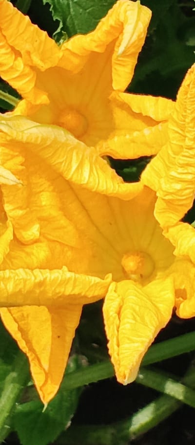 A close-up, vertical, full-frame shot captures the bright yellow petals of two zucchini blossoms. The blossoms are open and feature wrinkled textures. The center of each blossom appears dark green. The background is a blur of dark green foliage and stems, suggesting an outdoor garden setting. This image was taken in Popivka, Ukraine.
