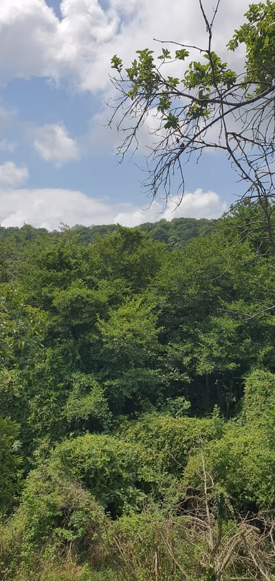 The image depicts a dense, verdant forest scene under a partly cloudy sky. In the foreground, bare branches of a tree extend from the upper right and left, casting a stark contrast against the lush greenery. The midground and background are filled with a thick canopy of various shades of green foliage, indicating a variety of trees and undergrowth. The terrain appears to be hilly, with the forest covering the slopes of hills that recede into the distance. The sky is a bright blue with scattered white, puffy clouds. The overall impression is one of a natural, undeveloped landscape. The image is located in the city of Lapstarkha, Abkhazia.