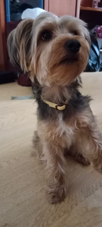 A Yorkshire Terrier with a light yellow collar sits on a light wood floor. The dog has long, gray and tan fur, a dark nose, and dark eyes. The background is blurred and shows a dark object to the left, and shelves with various items to the right. The scene appears to be indoors, possibly in a home in Galapagar, Spain.