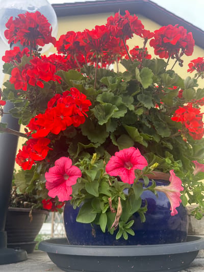 In the city of Moosburg, Germany, a close-up, eye-level shot showcases a vibrant potted floral arrangement on a stone surface. The primary focus is on a lush display of red geraniums and pink petunias overflowing from a deep blue ceramic pot. The red geraniums, with their dense clusters of blossoms, dominate the upper portion of the image, their petals a striking scarlet. Interspersed among the red flowers and emerging from the lower part of the pot are the softer hues of pink petunias, their trumpet-shaped blooms contrasting with the geraniums.
The flowers are set against a backdrop of green foliage, with some leaves exhibiting a deep, healthy color while others appear slightly wilted or dried, particularly on some of the lower branches. The blue pot rests on a black plastic saucer, which in turn sits on a greyish, textured stone surface. To the left, a dark, cylindrical object, possibly a lamp post or part of a fixture, is partially visible. Further to the left and slightly behind, another dark-colored pot containing some greenery is also present. In the background, a portion of a building with a yellow facade and a sloped roof is visible. The lighting suggests it is daytime, with soft light illuminating the scene, casting subtle shadows. The overall impression is one of a well-maintained, decorative outdoor planter.