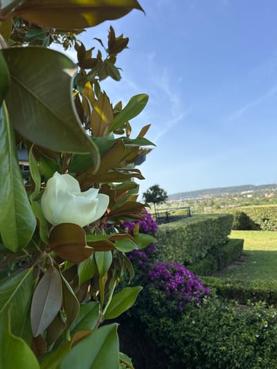 A close-up view of a white magnolia flower and its glossy green leaves is framed on the left side of the image, with a soft focus background of a garden and a distant landscape. The flower, partially open, reveals delicate white petals. The leaves are a mix of deep green and reddish-brown undersides, with some catching the sunlight.

In the background, a winding path or terrace is lined with neatly trimmed green hedges. Beyond the hedges, a patch of vibrant purple bougainvillea adds a splash of color. Further in the distance, a rolling landscape dotted with buildings and trees stretches towards a hazy horizon under a clear blue sky with wispy white clouds. The overall impression is one of a serene, well-maintained garden setting. This scene is located in Santa Maria del Camí, Spain, suggesting a Mediterranean climate and architectural style. No people or animals are visible in the frame.