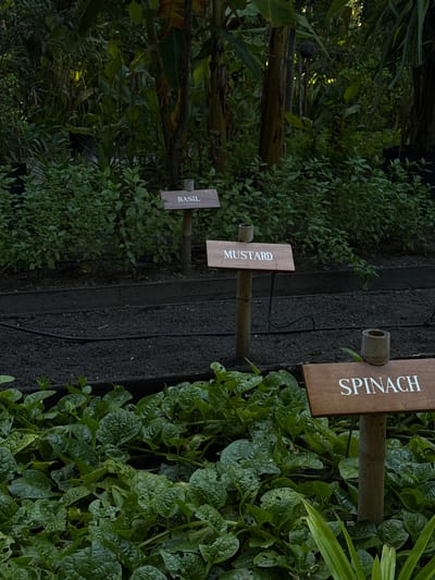 The image shows a garden bed with various plants and signs indicating their names. In the foreground, lush green spinach plants are growing. Behind the spinach, a row of dark soil is visible, with a black irrigation hose running along it. Further back, there are signs labeled "MUSTARD" and "BASIL" pointing to patches of plants. The background is filled with dense foliage, including what appear to be banana trees, suggesting a tropical environment. The lighting is dim, with some dappled sunlight filtering through the leaves. There are no people or animals present in the scene. The overall impression is that of a well-maintained vegetable garden in a tropical location. The specific location in the city of Unknown, Maldives, cannot be determined from the image alone.