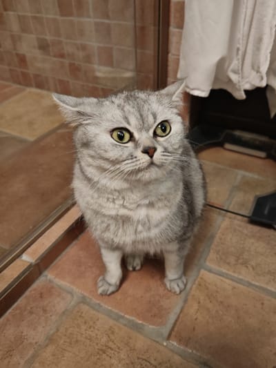 A Scottish Fold cat is sitting on terracotta tiled flooring. The cat has silver tabby markings and bright green eyes. The background shows a tiled wall and a white curtain. There is no indication of Neva, Russia, in this image.