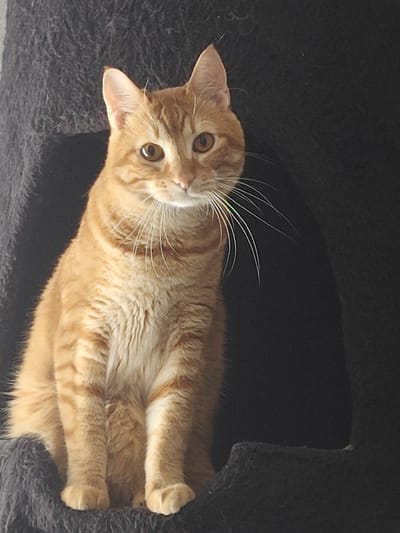 An orange tabby cat is sitting in a dark grey cat tree. The cat is looking at the camera with bright, golden eyes. Its fur is a mix of orange and brown stripes. The cat tree has a fuzzy texture and appears to be a cozy place for the cat to rest. The background is dark and out of focus, making the cat the main subject of the image. There is no indication of the location in Modena, Italy.