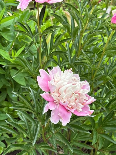 This is a close-up, high-angle, medium shot of a partially bloomed pink and white peony flower. The flower is in the foreground, slightly to the right of the center. Its delicate petals are a mix of soft pink and creamy white, with the white petals appearing ruffled and layered towards the center. The flower is surrounded by lush, green foliage, with long, pointed leaves. Some of the leaves are slightly out of focus, creating a shallow depth of field that highlights the flower. The lighting appears to be natural daylight, possibly late morning or early afternoon, casting soft shadows and illuminating the textures of the petals and leaves. The overall mood is serene and natural, capturing the beauty of a blooming garden. There are hints of other pink peony buds in the upper left and lower left corners of the image, suggesting that this is part of a larger peony plant. The background is a blur of green, indicating a garden setting in Novi Kiner, Russia. No people or text are visible in the image.