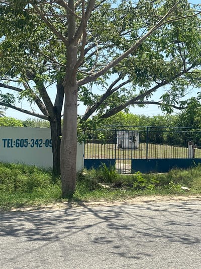 An outdoor, daytime, eye-level shot shows a light blue telephone number printed on a white wall. The number is "TEL:605-342-09" and it is to the left of the frame. To the right of the wall is a dark green metal gate that is closed. Behind the gate is a grassy yard with a small, white structure with a dark opening and some trees. The foreground of the image is a paved surface, possibly a road, with shadows from trees cast across it. Two trees are visible in the foreground, one to the left and one to the right of the telephone number. The tree to the left has a rough, dark bark and multiple branches. The tree to the right has a smoother, lighter colored bark and is thicker than the tree to the left. The background shows a clear blue sky and more trees and foliage. The scene is likely in a rural or suburban area, given the presence of the wall, gate, and natural elements.