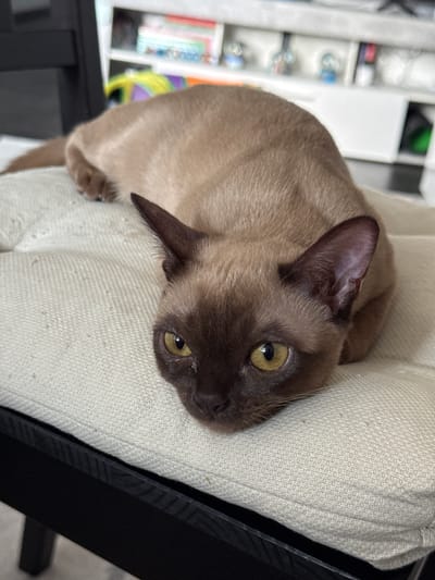 A brown Burmese cat is lying on a light beige cushion. The cat's head is resting on the cushion, and its body stretches back out of frame. The cat has large, bright yellow eyes and dark brown ears. The background is blurred, showing a white shelf unit with various items on it. The scene appears to be indoors, likely in a residential setting in Sohren, Germany. The lighting is soft and natural, suggesting daytime. There are no people or other animals visible in the image.