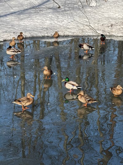 The image depicts a partially frozen body of water, likely a pond or stream, in Zelenogradskiy, Russia, during winter or early spring. Eleven ducks are present, consisting of both mallard drakes and hens.

In the upper left, two brown mallard hens stand on the snow-covered bank, which slopes down to the water. Directly below them, a mallard drake with a green head and grey body stands on thin ice at the water's edge. To its right, another brown hen stands on the ice. Further right, a third brown hen stands near the bank. To the far right, a mallard drake with a dark green head stands on the ice at the edge of the open water.

In the mid-ground, a mallard drake with a green head and grey body stands on the ice, bending its neck to preen its chest feathers. A brown mallard hen stands on the ice slightly to its left. Another brown hen stands on the ice in the lower-left quadrant.

In the lower-right quadrant, a brown mallard hen stands on a patch of ice. To its left, a mallard drake with a prominent green head and grey body stands on the ice, facing right. Another brown mallard hen stands on the ice in the foreground, facing left.

The water's surface reflects the bare, vertical trunks and branches of surrounding trees, creating dark, elongated patterns on the blue-grey water and ice. Patches of white snow cover the upper bank, with sparse, bare branches extending into the frame from above.