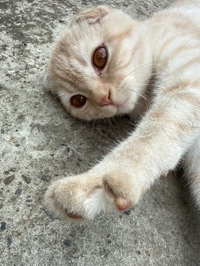 The image shows a close-up, overhead view of a light orange tabby kitten lying on a rough, gray concrete surface. The kitten is lying on its back with its head tilted to the side, exposing its left eye, nose, and part of its mouth. The kitten's fur is soft and has faint orange stripes. Its large, round eyes are a warm amber color. One of its front paws is extended upwards and towards the right side of the frame, with its fur appearing fluffy and white at the tips of its toes. The concrete surface has a speckled texture with small stones and debris visible. The lighting suggests it is daytime, possibly outdoors, and the overall mood is relaxed and peaceful. No text is visible in the image.